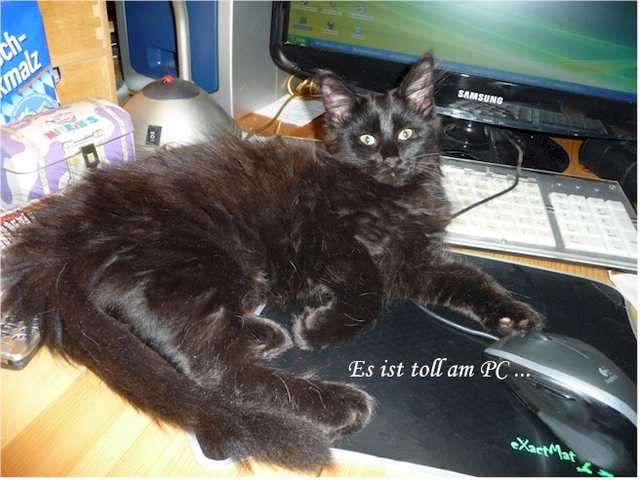 Reinrassiges Maine Coon Mädchen in black